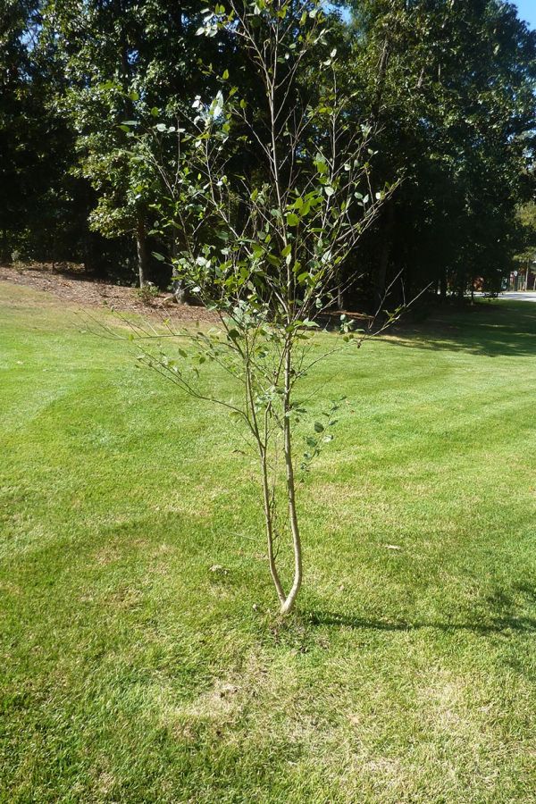 How to Install Rubber Tree Ring from Ballard Designs