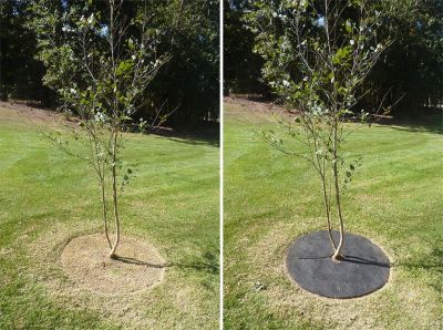How to Install Rubber Tree Ring from Ballard Designs