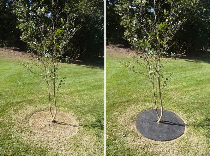 How to Install Rubber Tree Ring from Ballard Designs